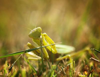 Прикрепленное изображение: bogomol.jpg